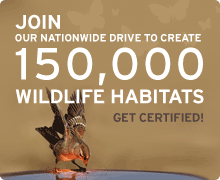 Join our nationwide drive to create 150,000 certified wildlife habitats